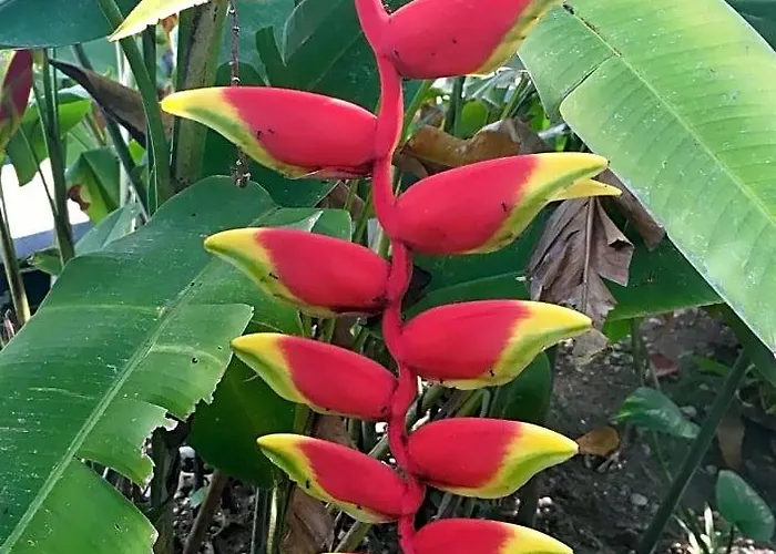 Bamboo Paradise 2*